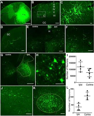 Retrogradely Transportable Lentivirus Tracers for Mapping Spinal Cord Locomotor Circuits